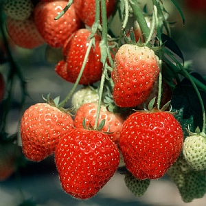 Fragaria (Strawberry) 'Elsanta'