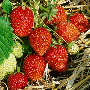 Strawberry 'Hapil'