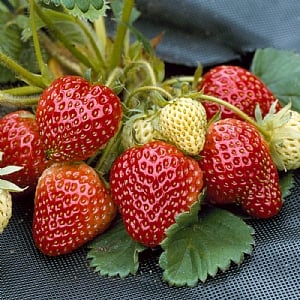Fragaria (Strawberry) 'Honeoye'
