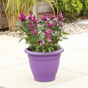 Stewart Garden Essentials Planter 33cm (Various Colours)