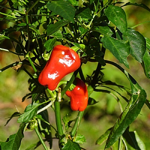 Sweet Snack Pepper