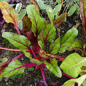 Swiss Chard Bright Lights