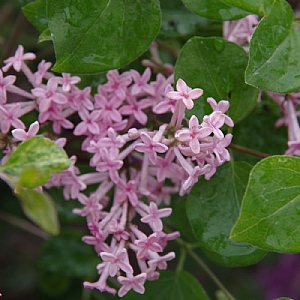 Syringa 'Bloomerang Pink Perfume'