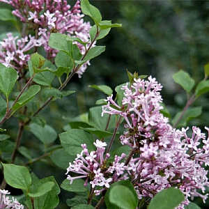 Syringa 'Meyeri Palibin'