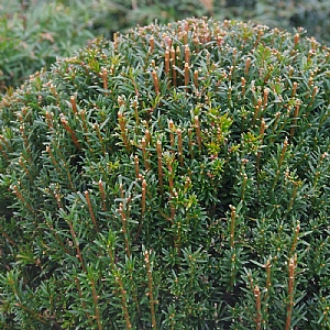 Taxus baccata Ball