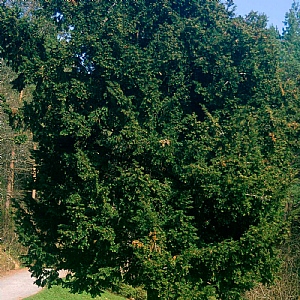 Taxus baccata