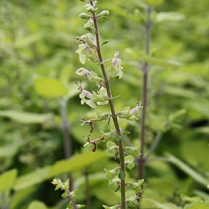 Teucrium scorodonia 'Binsted Gold'