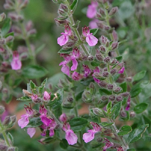 Teucrium x lucidrys
