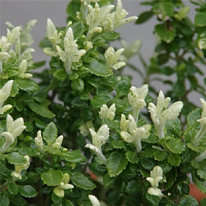 Teucrium x lucidrys 'Lucky Gold'