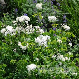 Thalictrum aquilegifolium 'Album'