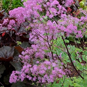 Thalictrum 'Black Stockings'