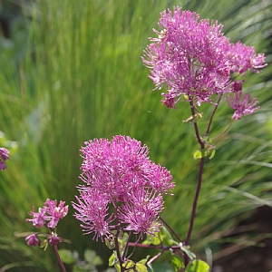 Thalictrum aquilegiifolium