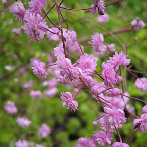 Thalictrum delavayi 'Hewitt's Double'