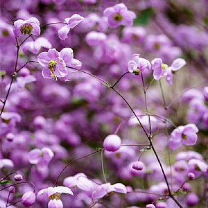 Thalictrum 'Splendide'