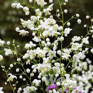 Thalictrum 'Splendide White'