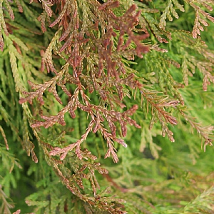 Thuja occidentalis 'Fire Chief'