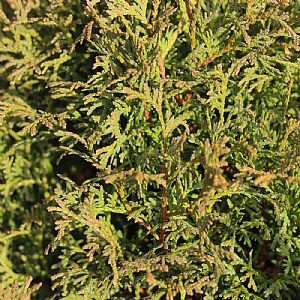 Thuja occidentalis 'Hetz Midget'