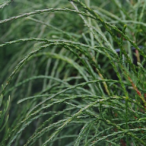Thuja plicata 'Whipcord'