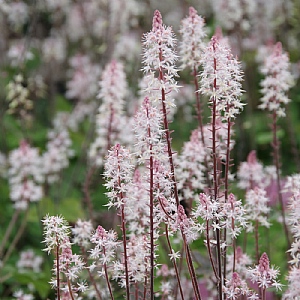 Tiarella 'Pink Skyrocket'