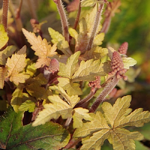 Tiarella 'Pink Torch'