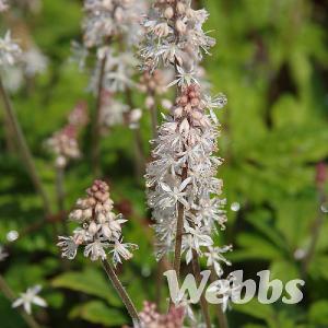 Tiarella 'Spring Symphony'