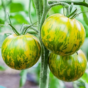 Tomato Green Zebra