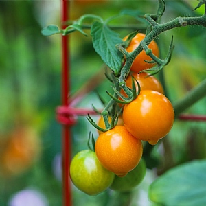 Tomato 'Sungold'
