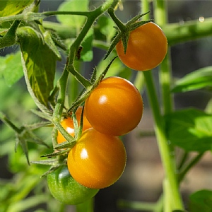 Tomato Sungold