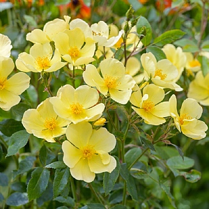 Tottering By Gently English Shrub Rose