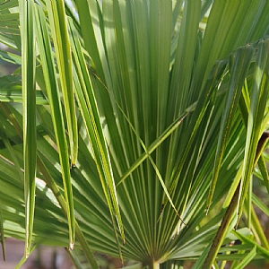Trachycarpus fortunei