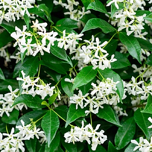 Trachelospermum Jasminoides