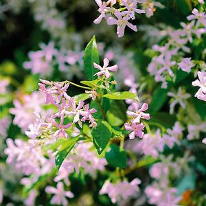 Trachelospermum 'Pink Showers'