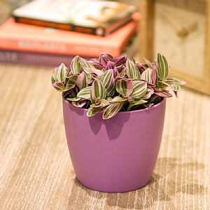 Tradescantia Sweetness