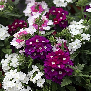 Verbena 'Firehouse Purple Fire'