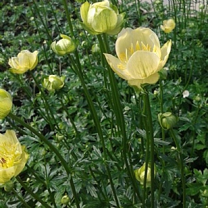 Trollius x cultorum 'Cheddar'