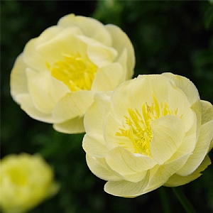 Trollius x cultorum 'Full Moon'