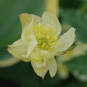 Trollius x cultorum 'Alabaster'