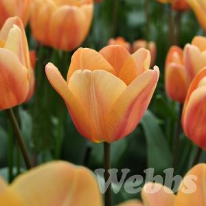 Tulipa 'Apricot Foxx'