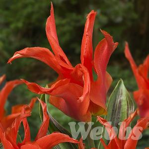 Tulipa 'Rigas Barikades'