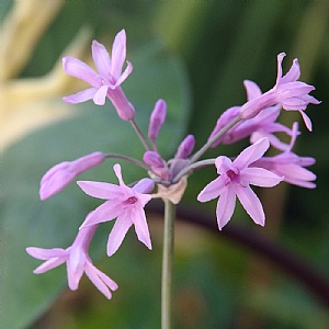 Tulbaghia violacea