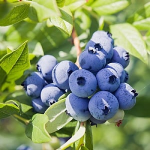 Vaccinium corymbosum 'Blueberry Blue Crop'