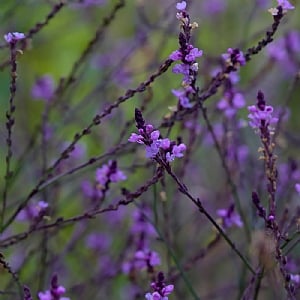 Verbena  officinalis 'Bampton'