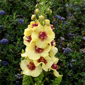 Verbascum 'Dark Eyes'