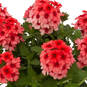 Verbena 'Lobster Fest'
