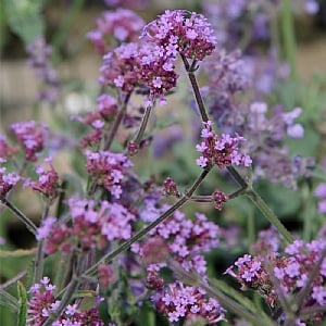 Verbena bonariensis 'Lollipop'