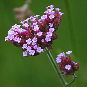 Verbena bonariensis