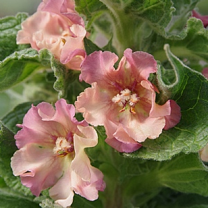 Verbascum 'Pink Petticoats'