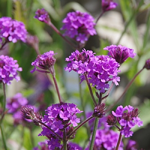 Verbena rigida