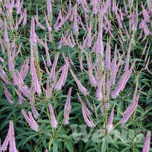 Veronicastrum virginicum 'Fascination'
