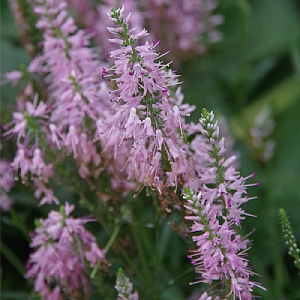 Veronica 'Inspire Rose'